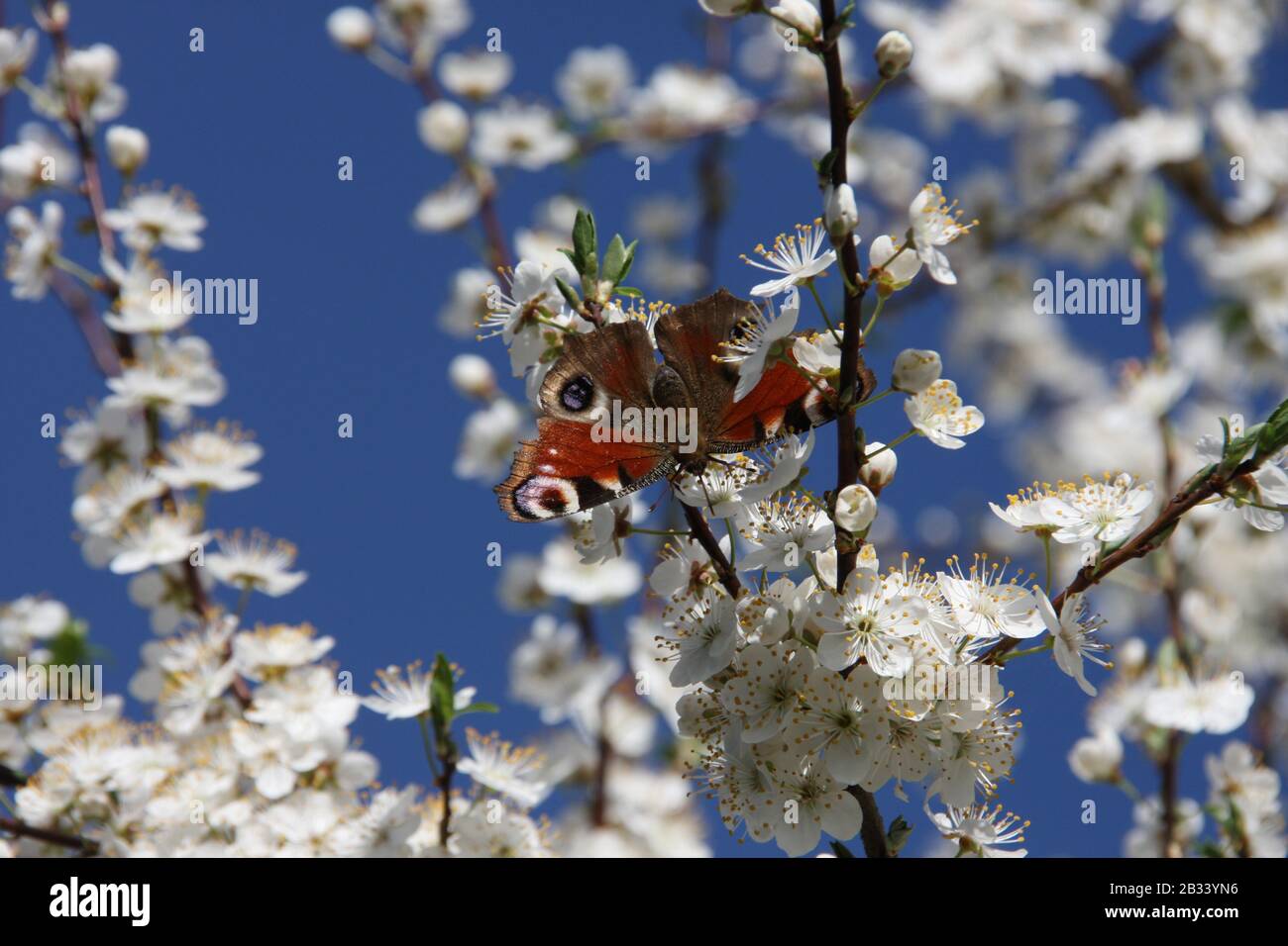 Farfalla pavone europea su fiori bianchi di Sour Cherry Tree Prunus Cerasus verso cielo blu nella stagione primaverile, Tagpauenauge, Nymphalis agleis Foto Stock