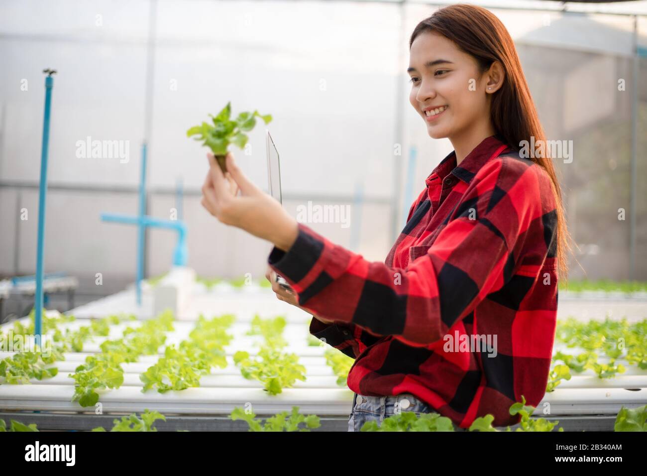 Donna contadina asiatica che usa un tablet e un notebook per ispezionare la qualità delle verdure organiche coltivate con l'idroponica. Foto Stock