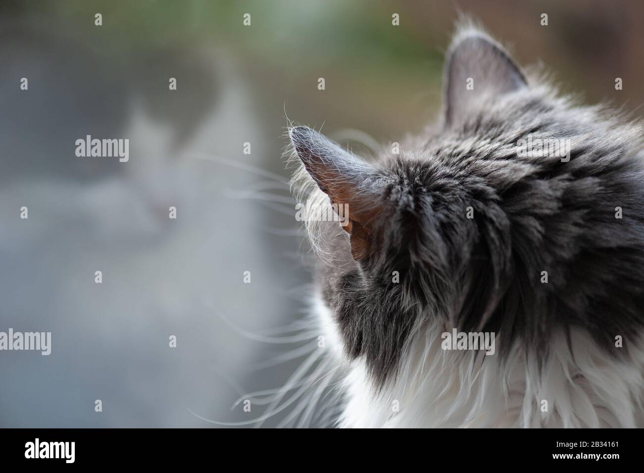 Un gatto e la sua riflessione. Foto Stock