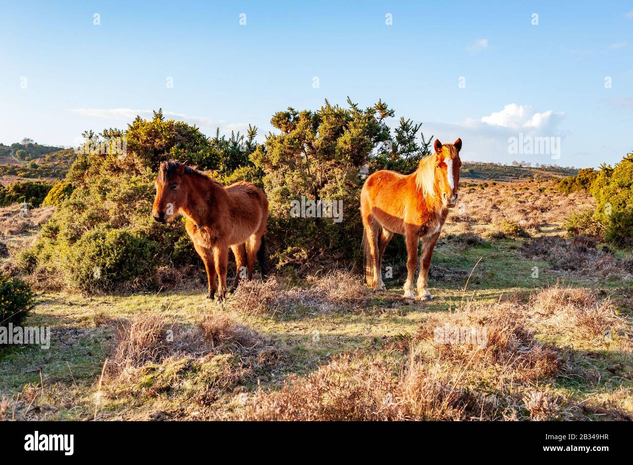 I pony della nuova foresta stanno accanto ai cespugli di gorse con la loro parte posteriore ad un vento freddo in marzo, Hampshire, Regno Unito Foto Stock