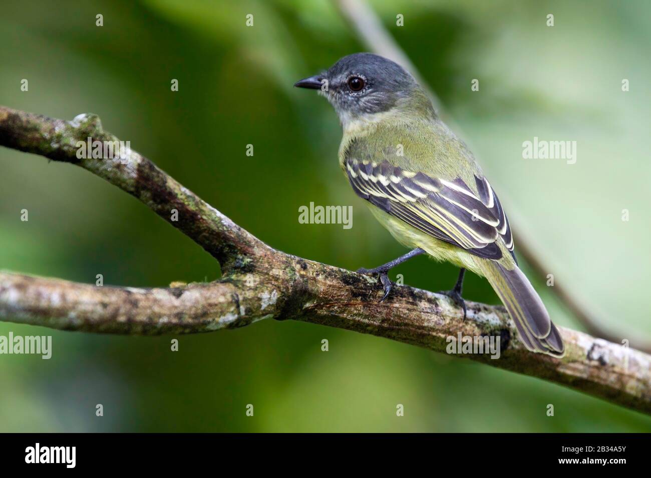 Elaenia, Myiopagis olallai (Myiopagis olallai), seduto su un ramo, Sud America Foto Stock