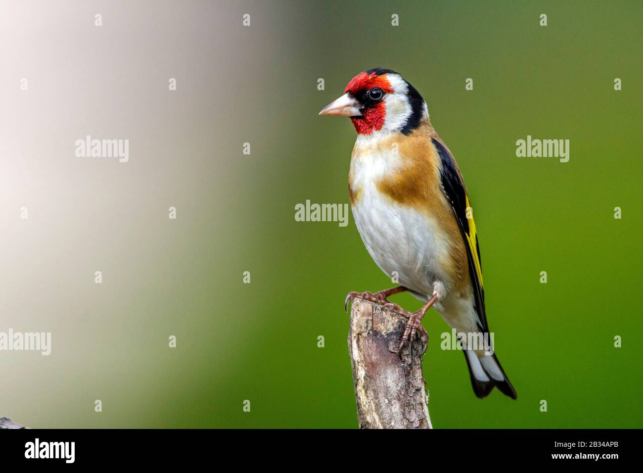 Oreficeria eurasiatica (Carduelis carduelis), perching su un belvedere, vista laterale, Germania, Baviera Foto Stock