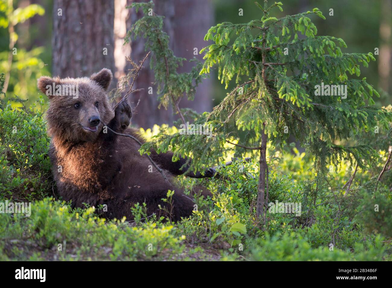 Orso bruno europeo (Ursus arctos arctos), bao cub giocare con il giovane abete rosso, Finlandia, Karelia, Suomussalmi Foto Stock