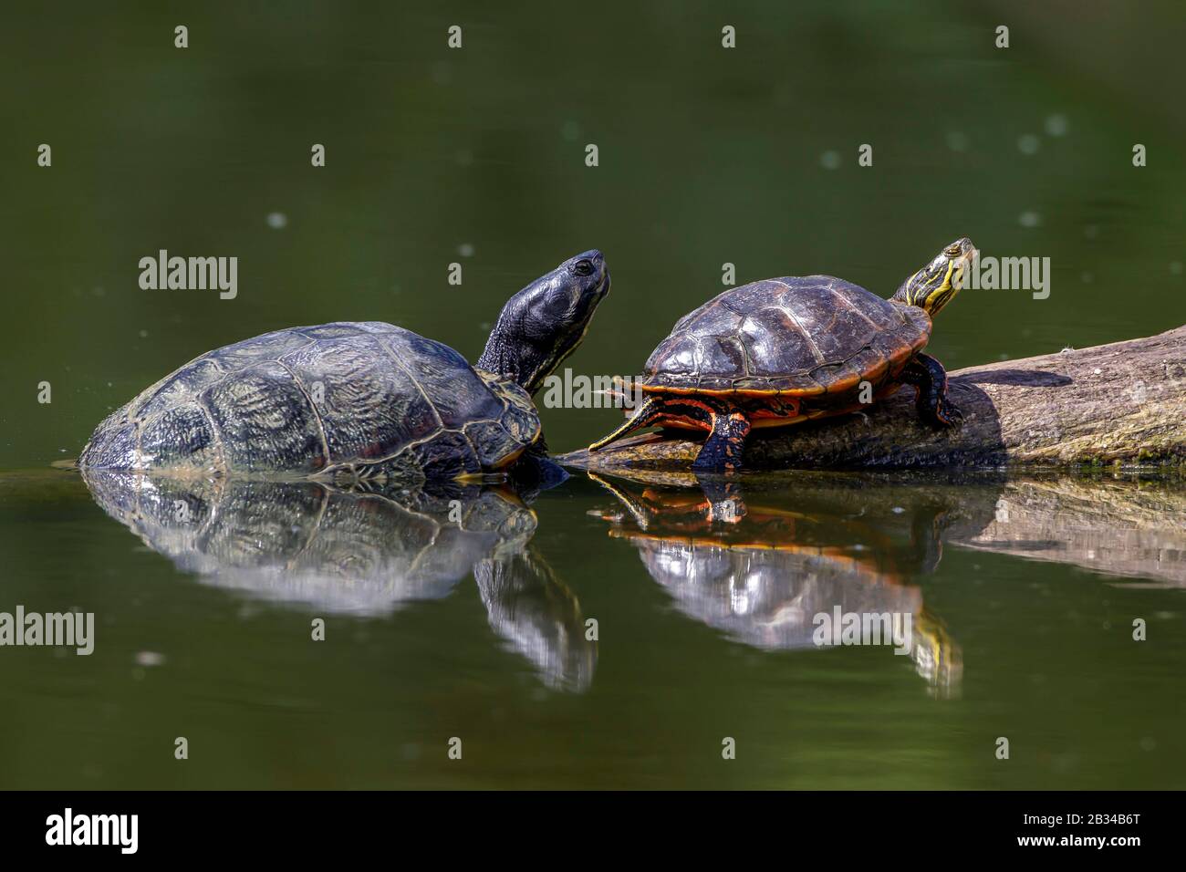 Tartaruga dalle orecchie rosse, slider dalle orecchie rosse (Pseudemys scripta elegans, Trachemys scripta elegans, Chryslemys scripta elegans), con tartaruga dalle tonalità gialle nel fiume Neckar, Germania, Baviera Foto Stock