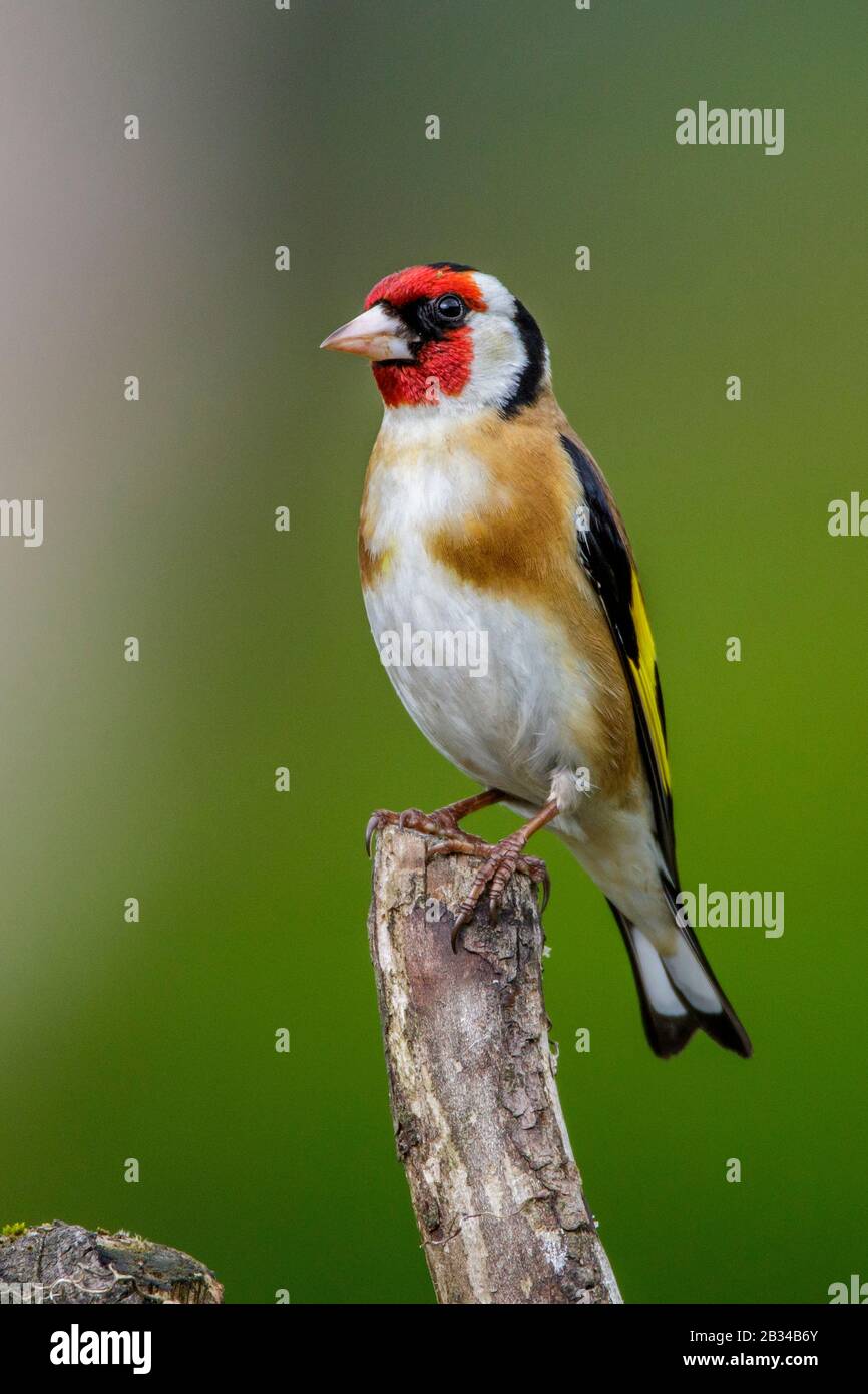 Oreficeria eurasiatica (Carduelis carduelis), perching su un belvedere, vista laterale, Germania, Baviera Foto Stock