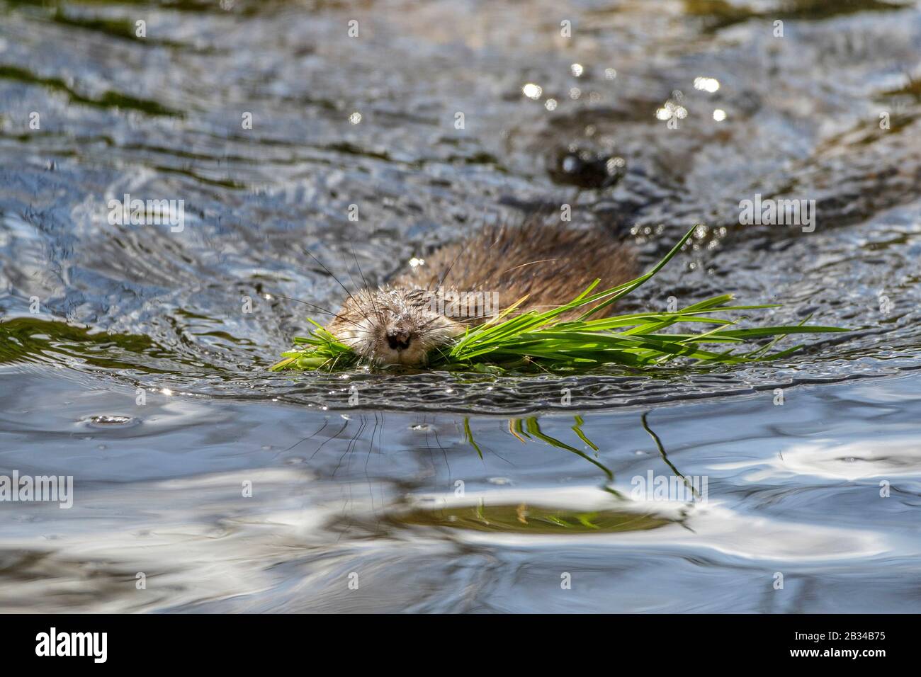 Muskrat (Ondatra zibethicus), nuoto con l'erba in bocca, Germania, Baden-Wuerttemberg Foto Stock