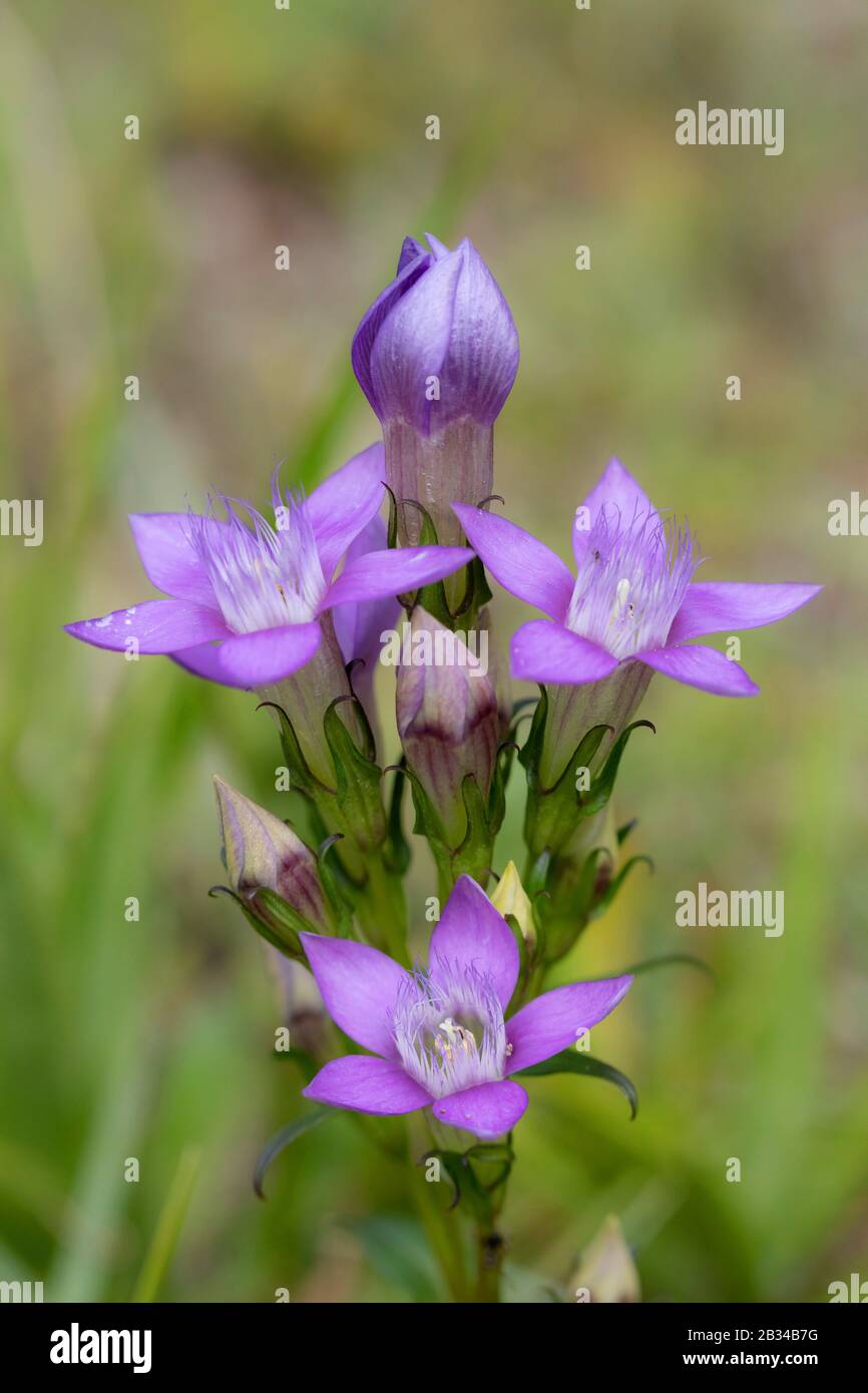Tedesco gentile, Chiltern gentile (Gentiana germanica, Gentianella germanica), fioritura, Germania, Baviera Foto Stock