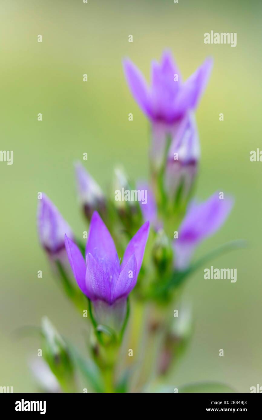 Tedesco gentile, Chiltern gentile (Gentiana germanica, Gentianella germanica), fioritura, Germania, Baviera Foto Stock