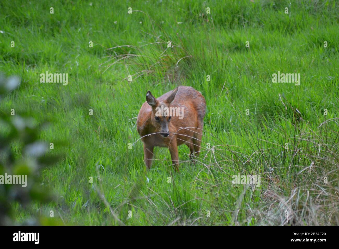 Roe Deer Doe Nel Lago Di Dispart Cumbria. Inghilterra Foto Stock