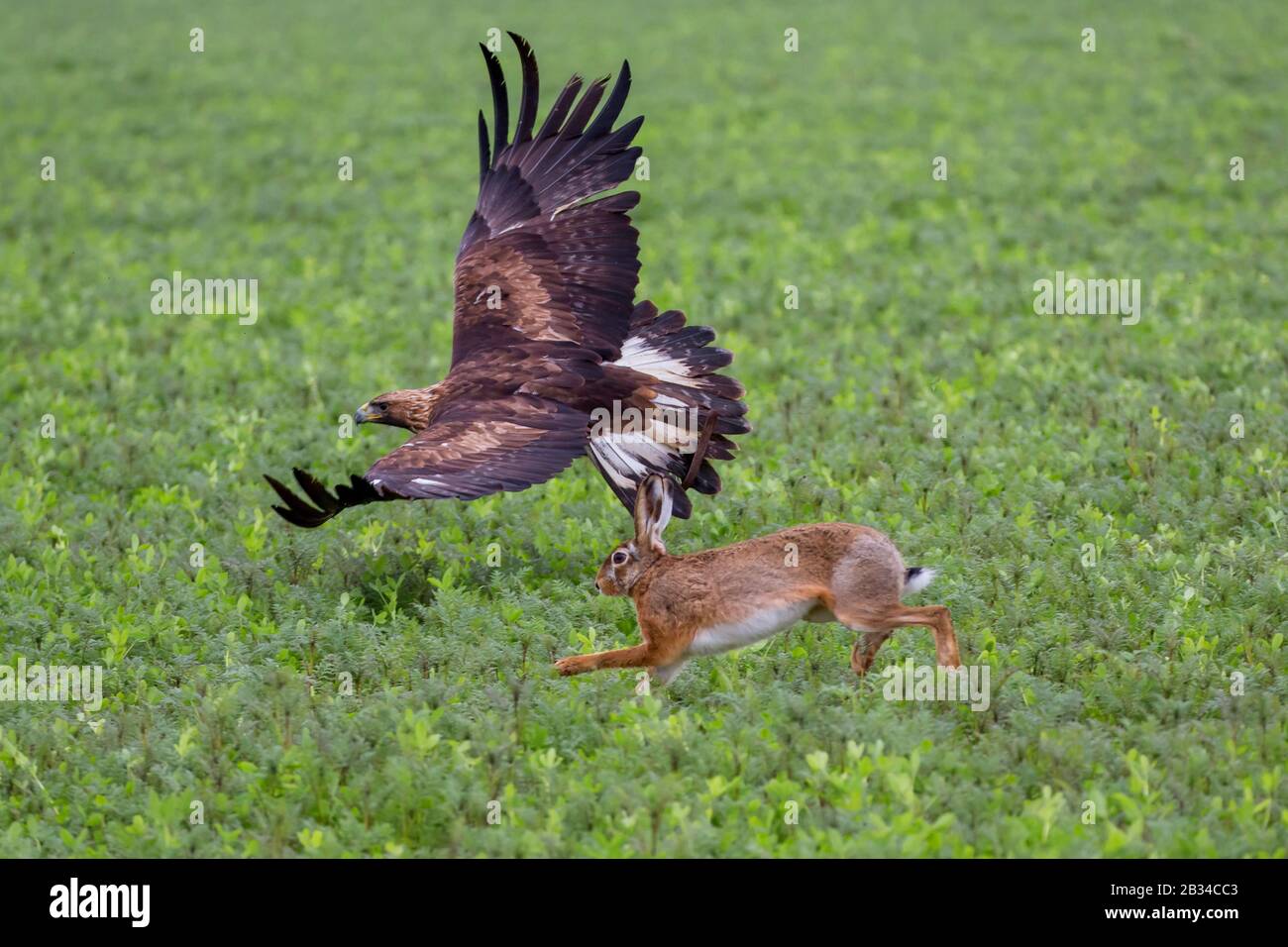 Aquila reale (Aquila Crisaetos), caccia a lepre marrone, vista laterale, Germania Foto Stock