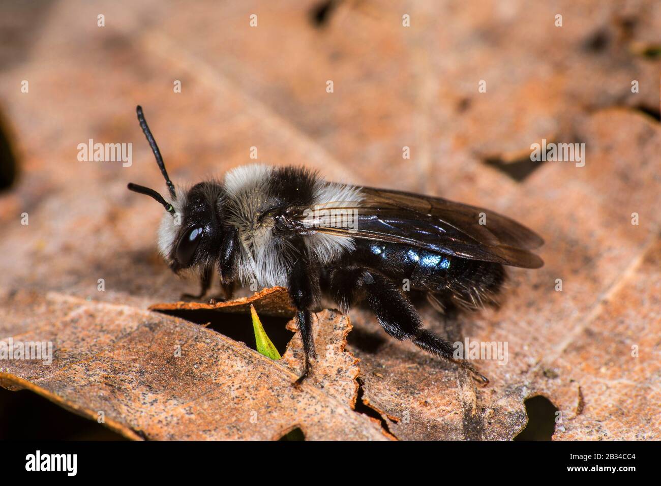 Ape mineraria (Andrena cineraria), femmina, Germania Foto Stock