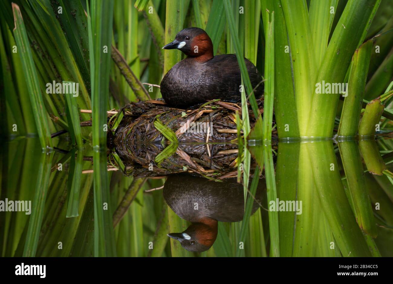 Piccolo grebe (Podiceps ruficollis, Tachybaptus ruficollis), sul nido, Germania Foto Stock