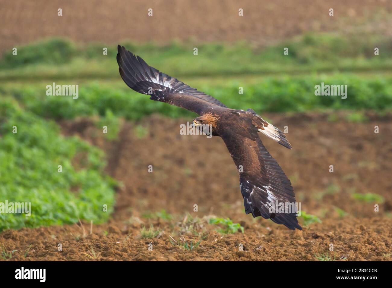 Aquila reale (Aquila Crisaetos), che vola su un campo, Germania Foto Stock