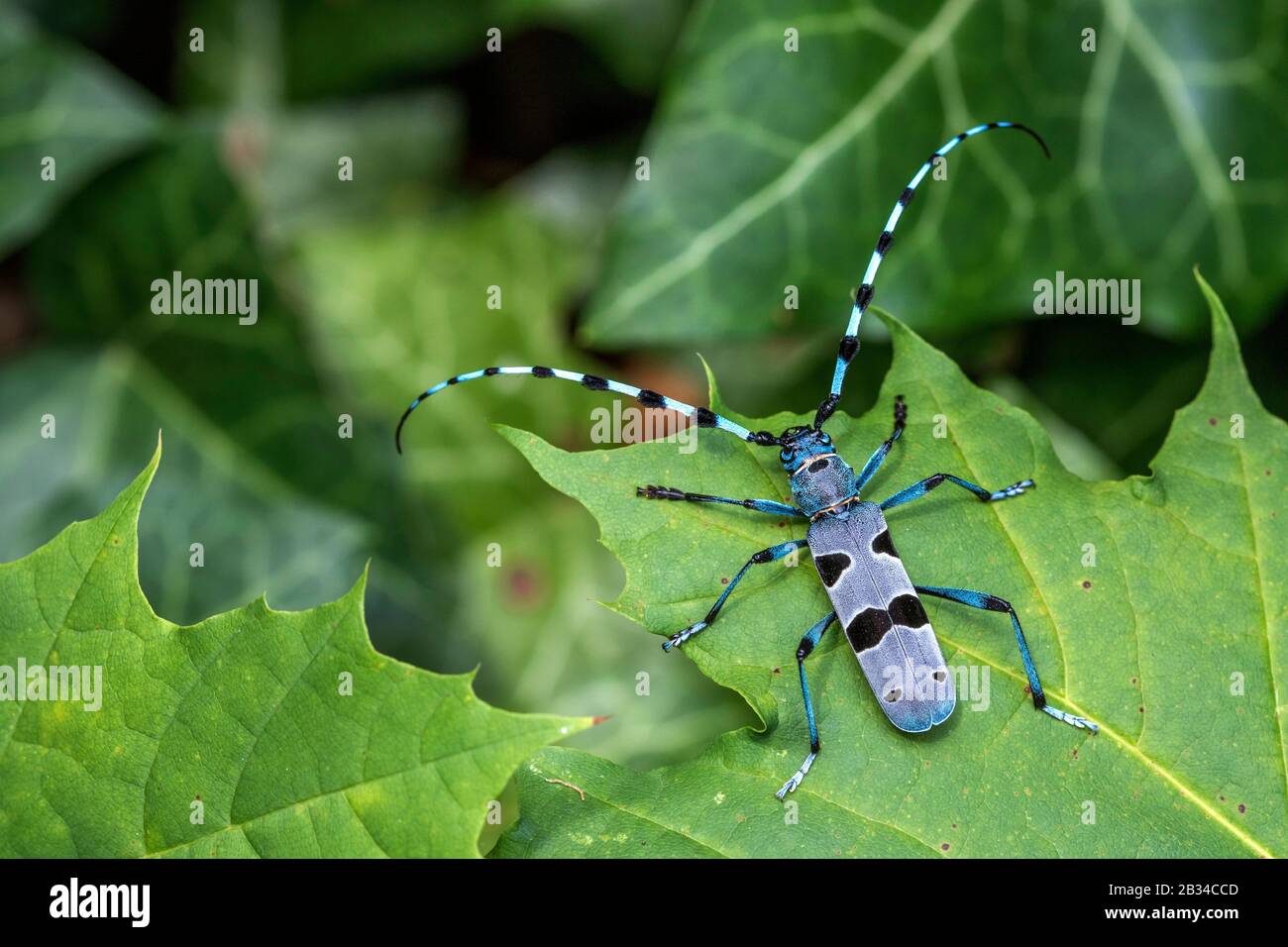 Rosalia longicorn (Rosalia alpina), seduta su una foglia, vista dall'alto, Germania, Baden-Wuerttemberg, Alb svevo Foto Stock