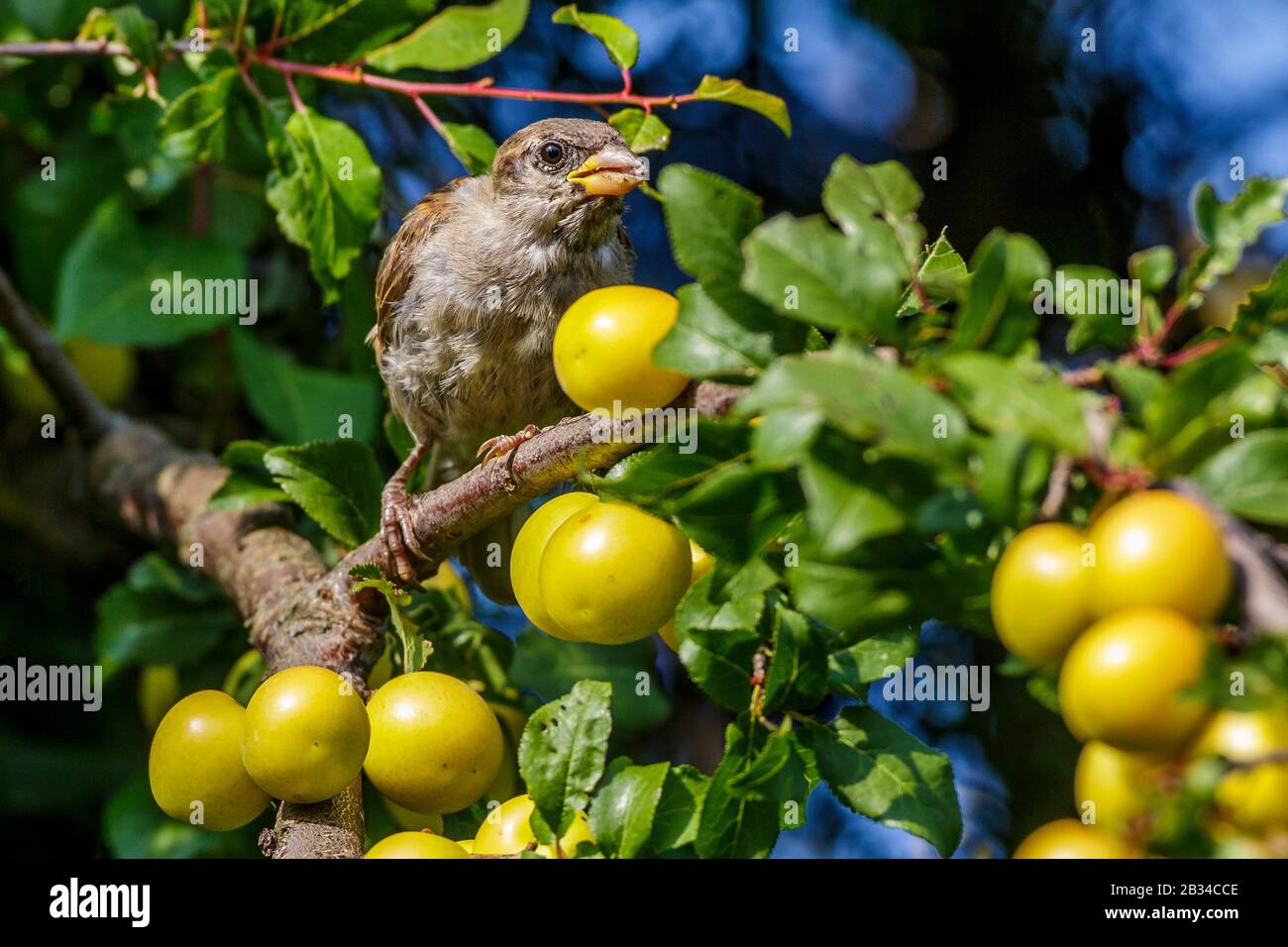 Casa passera (Passer addomesticus), perches femmina su un ramo e nutrimento a mirabelle prugna, vista frontale, Germania, Baviera Foto Stock