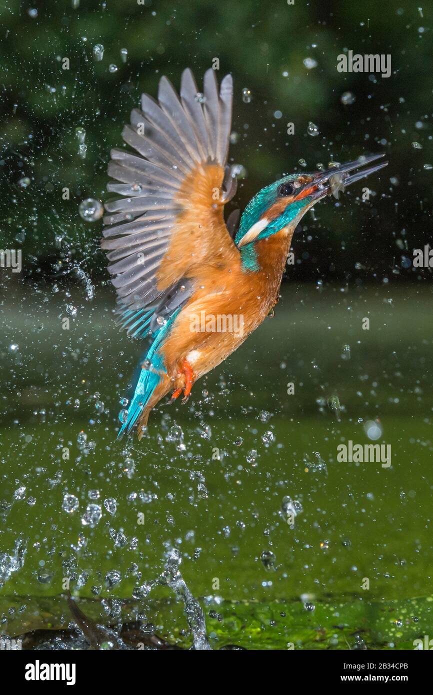 Fiume Martin pescatore (Alcedo atthis), caccia, lasciando l'acqua con preda nel becco, Paesi Bassi, Naarden Foto Stock