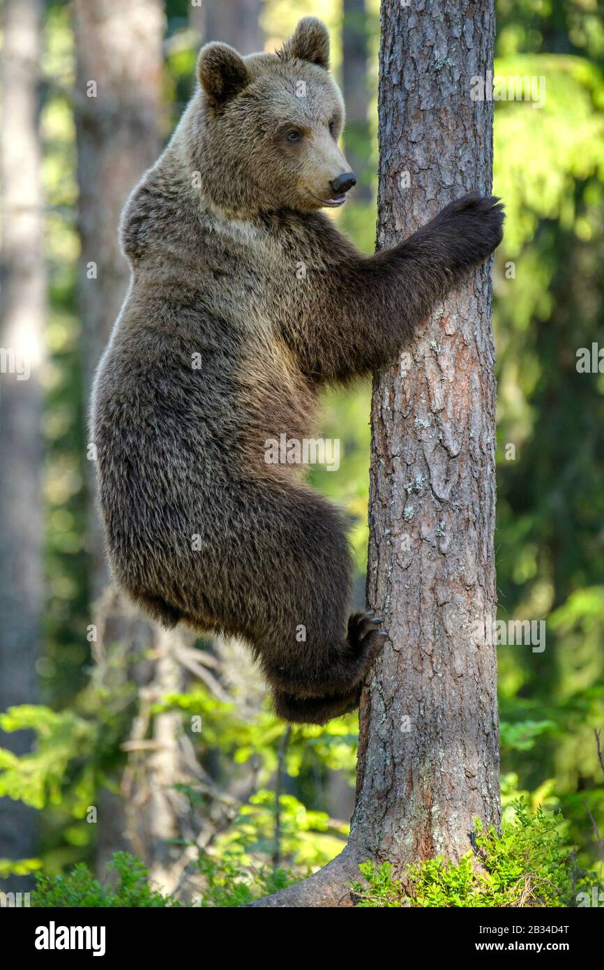 Orso bruno europeo (Ursus arctos arctos), salendo su un albero, Finlandia, Carelia, Suomussalmi Foto Stock