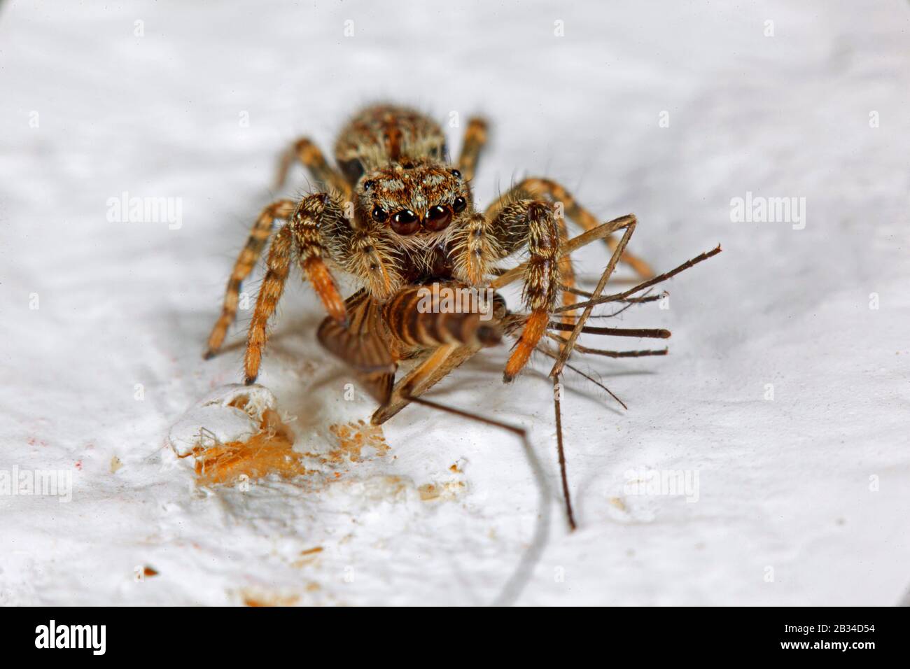 Ragno jumping (Marpissa muscosa, Marpissa rumpfii), con zanzara catturato, Germania Foto Stock