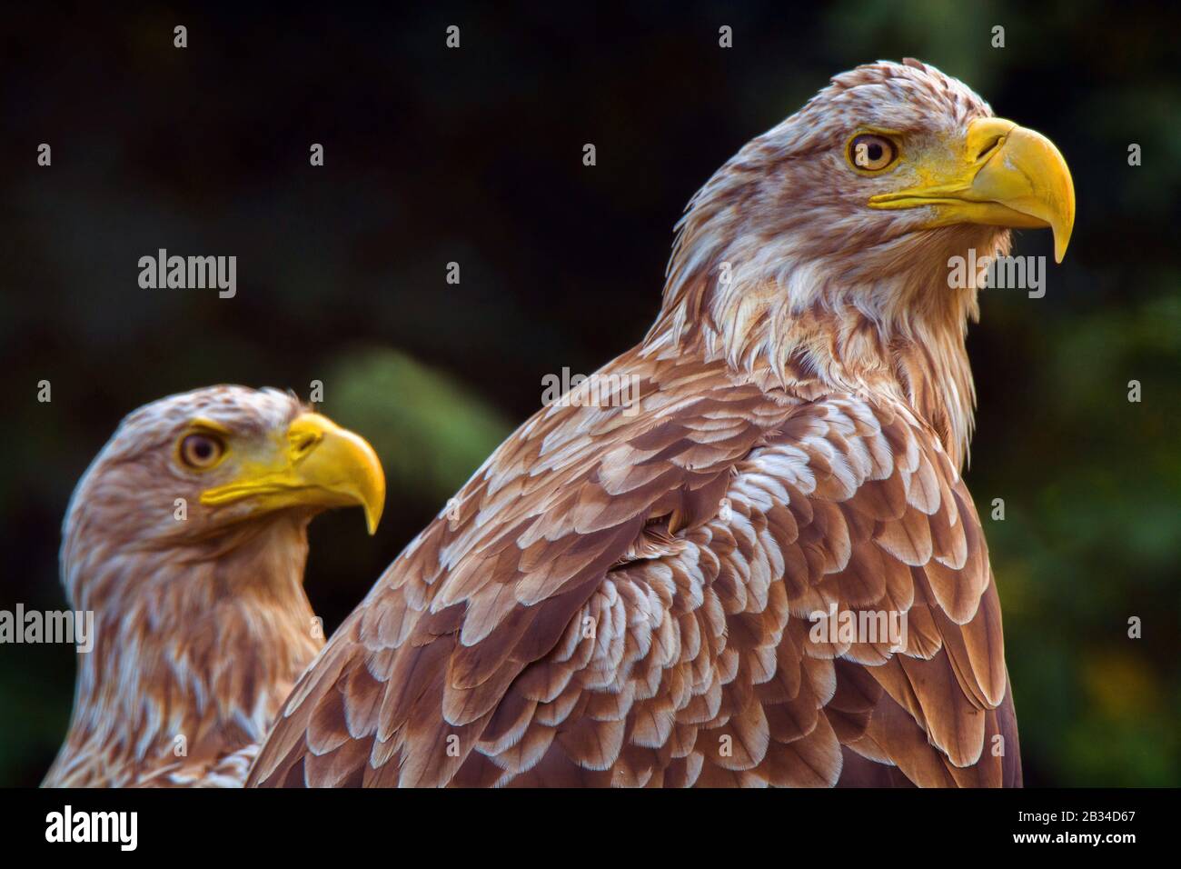 Aquila di mare dalla coda bianca (Haliaeetus albicilla), due aquile di mare dalla coda bianca, vista laterale, Germania, Meclemburgo-Pomerania occidentale, Parco Nazionale della Laguna di Pomerania occidentale Foto Stock