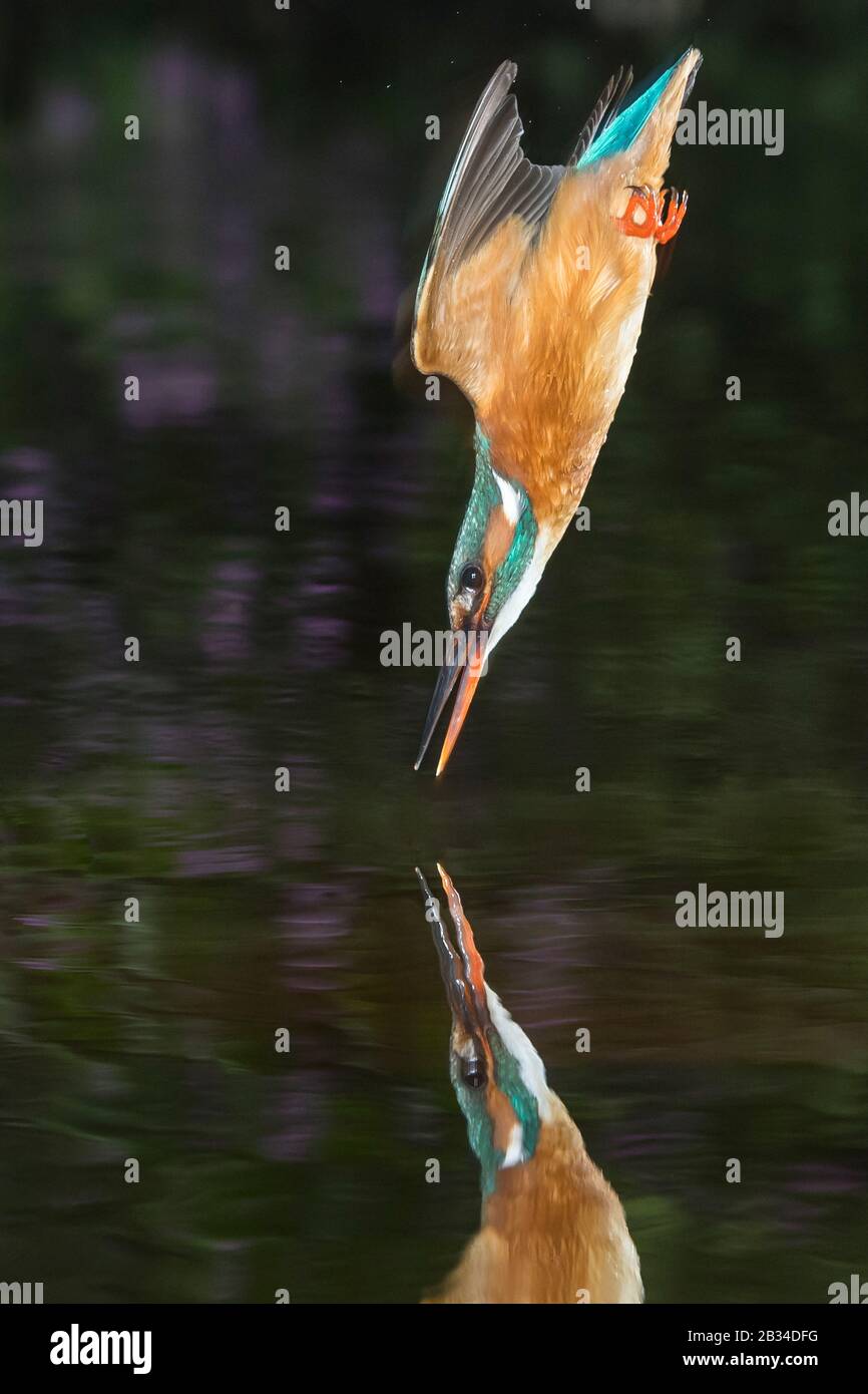 Fiume Martin pescatore (Alcedo atthis), caccia, cadere in acqua come rapida come una freccia, Paesi Bassi, Naarden Foto Stock