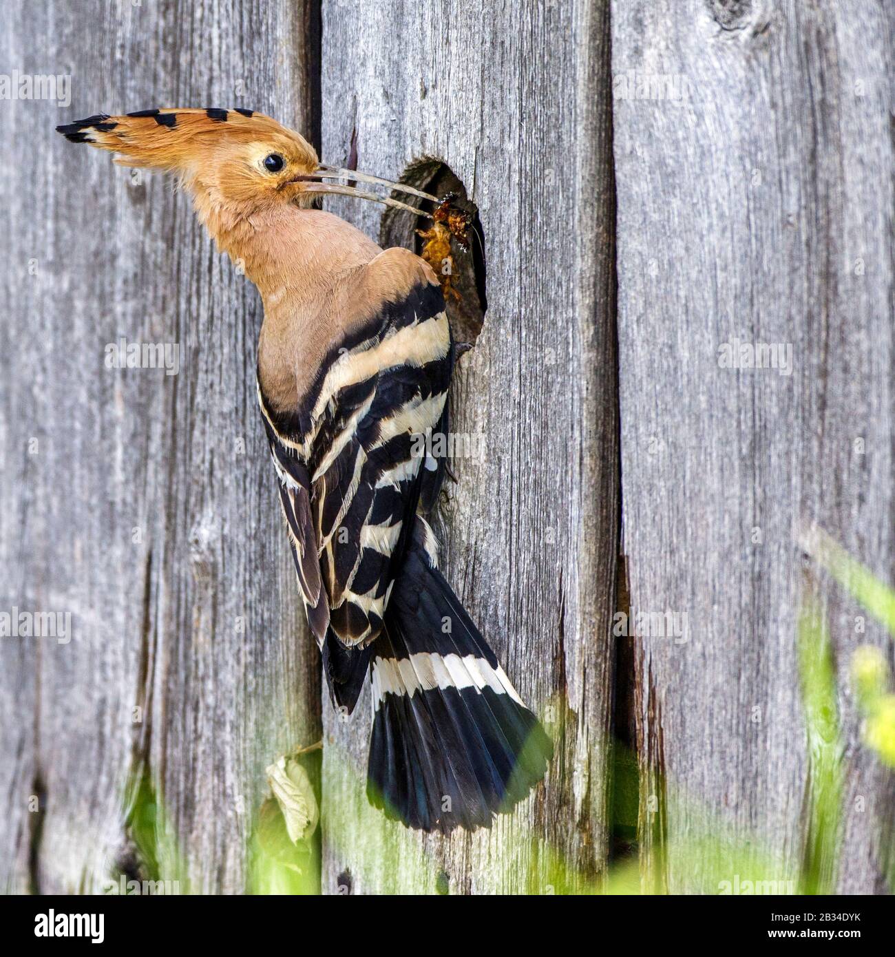 Hoopoe (Uppa epops), perching ad un buco in un muro di legno con un grillo mole nel conto, vista laterale, Germania, Baviera Foto Stock