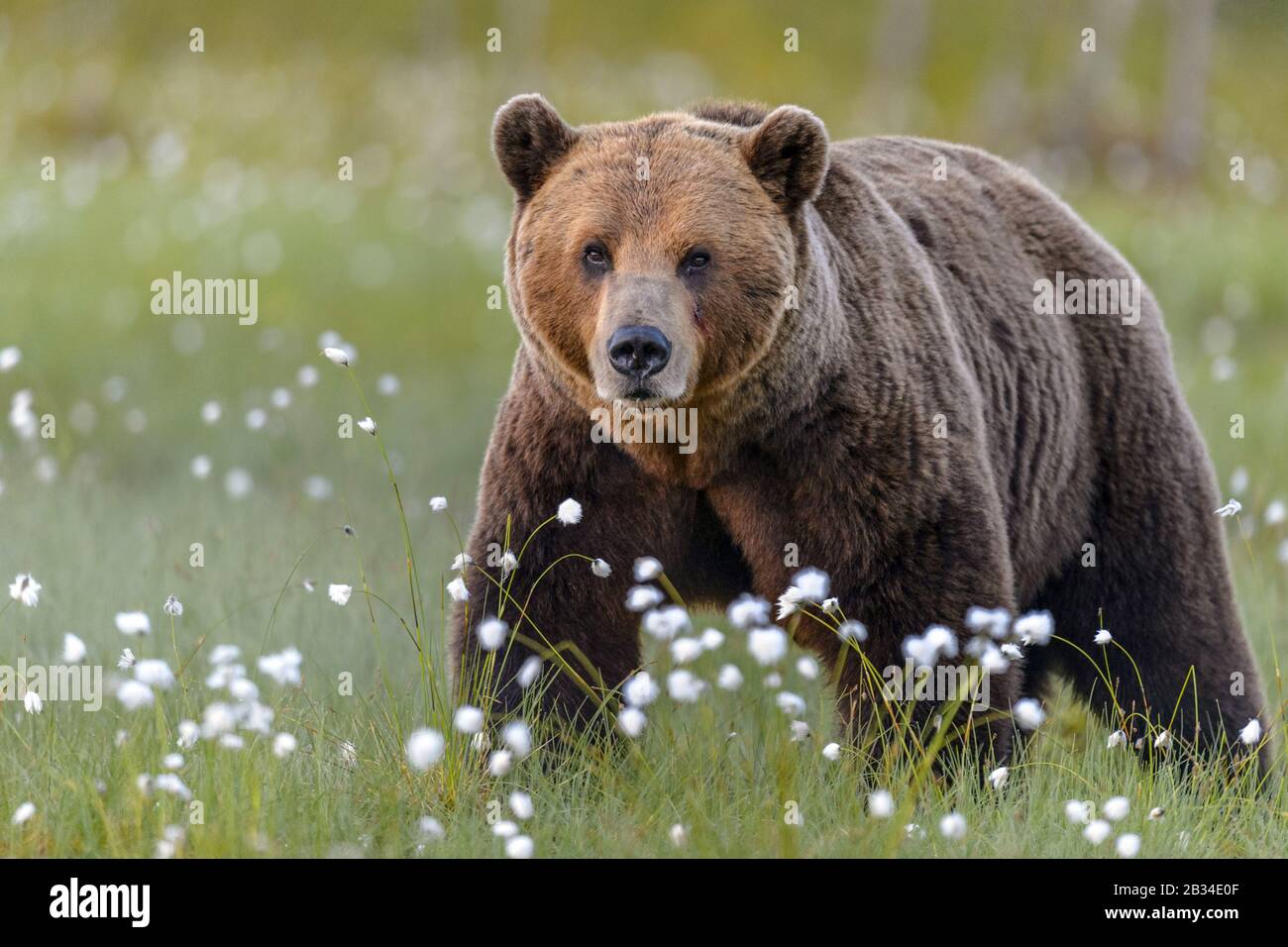 Orso bruno europeo (Ursus arctos artos), in piedi in prato di cotone-erba, Finlandia, Karelia, Suomussalmi Foto Stock