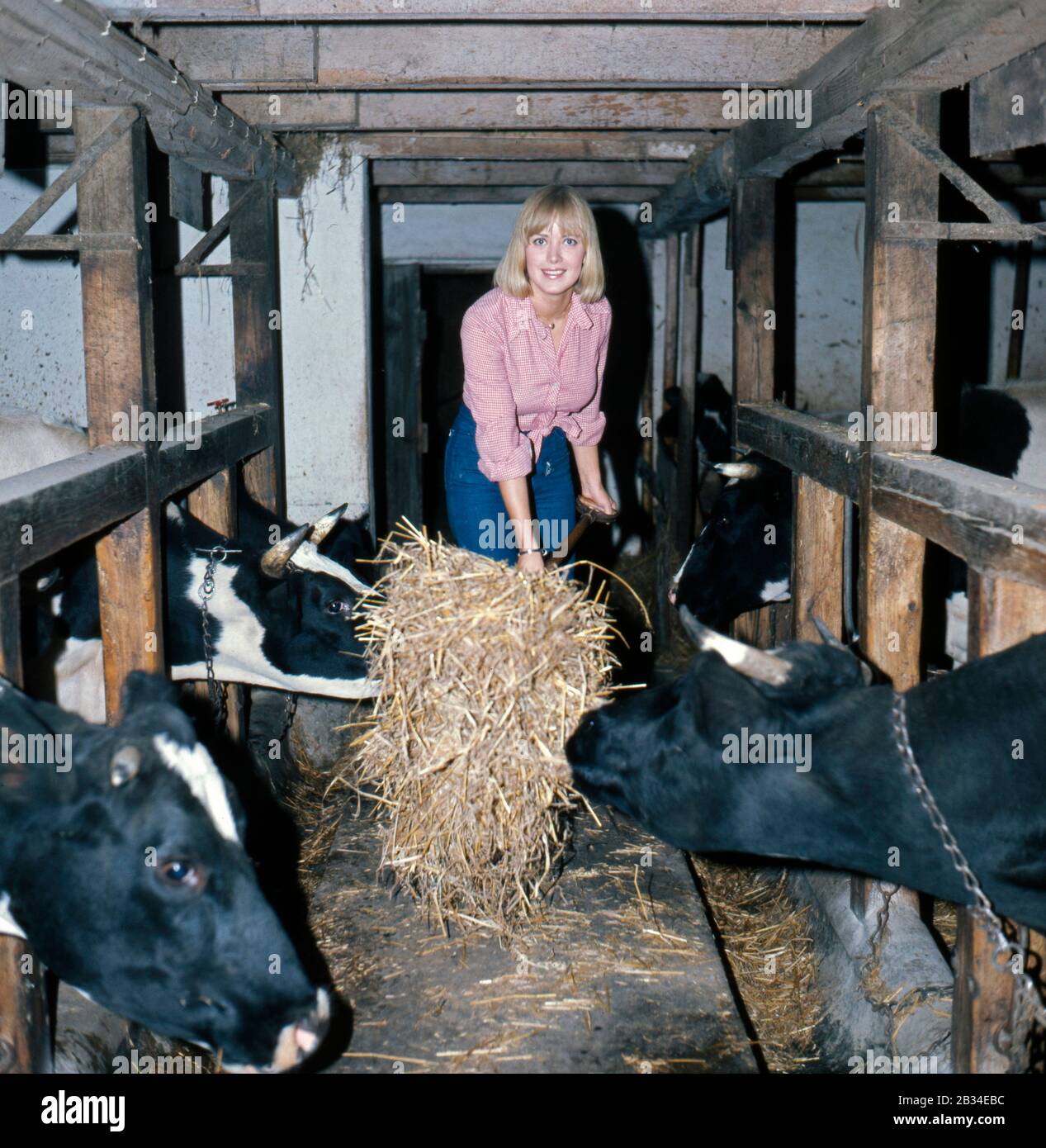 Fotoshooting mit der schwedischen Sängerin Siw Inger mit Kühen auf dem Bauernhof, Deutschland 1977. Foto con la cantante svedese Siw Inger con mucche in una fattoria, Germania 1977. Foto Stock