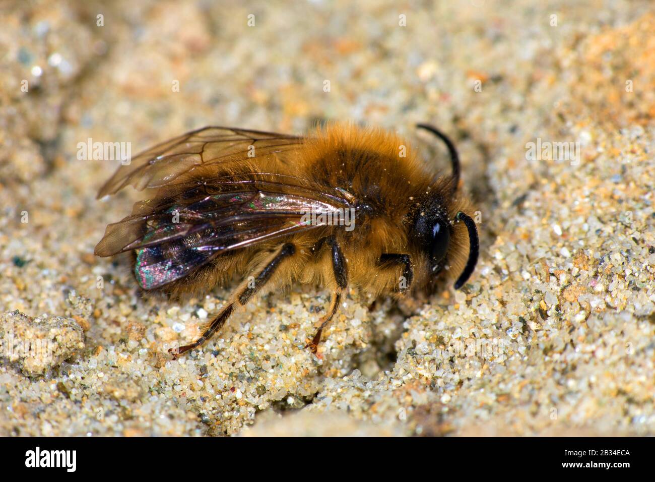 Spring Colletes (Colletes fodiens), femmina sulla sabbia, Germania Foto Stock