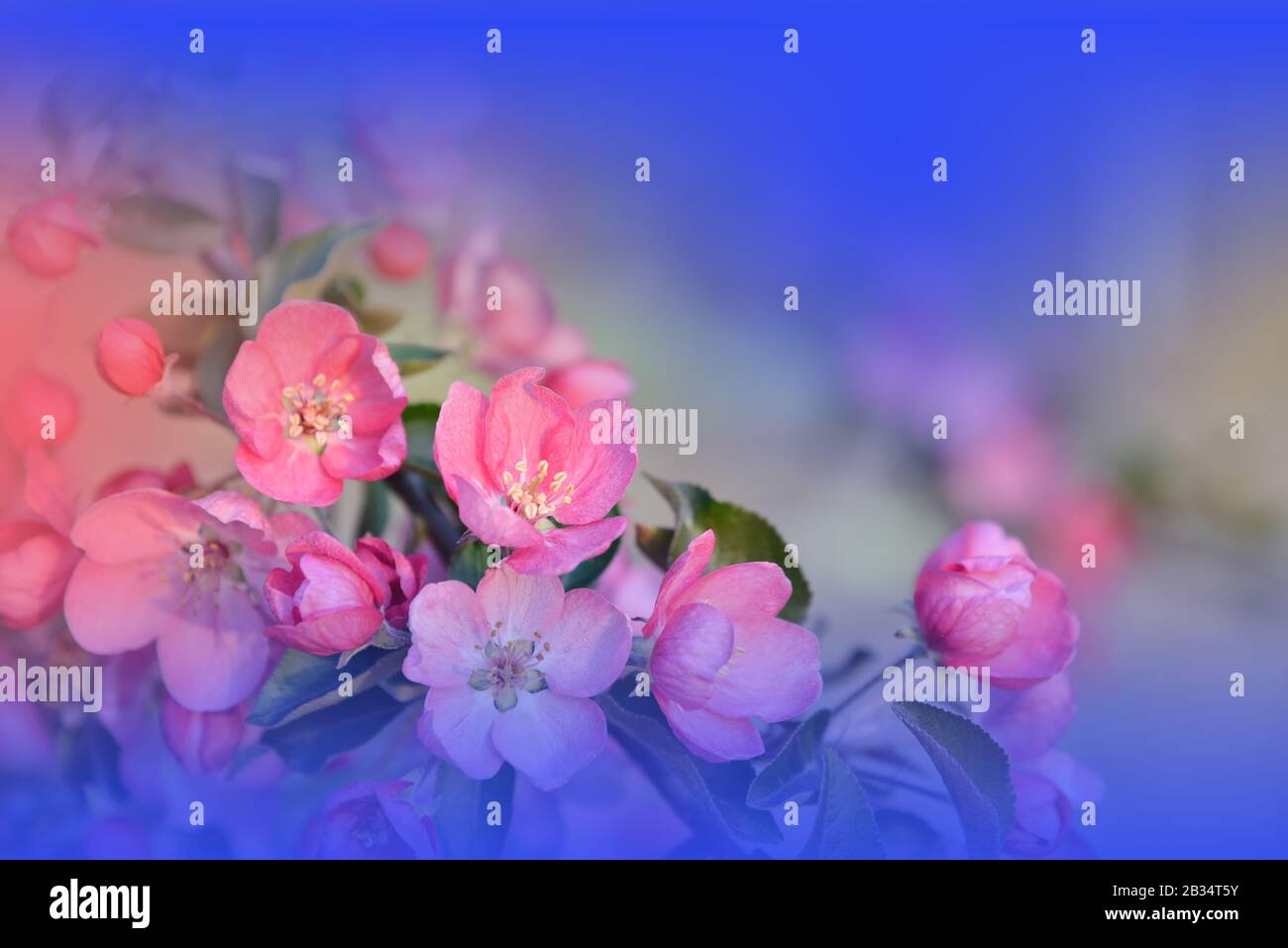 Bella Natura Sfondo.Arte Floreale Design.Abstract Macro Fotografia.Primavera Fiori.Creative Sfondo Artistico.Celebrazione,Love.Blue Color.Cherry Foto Stock