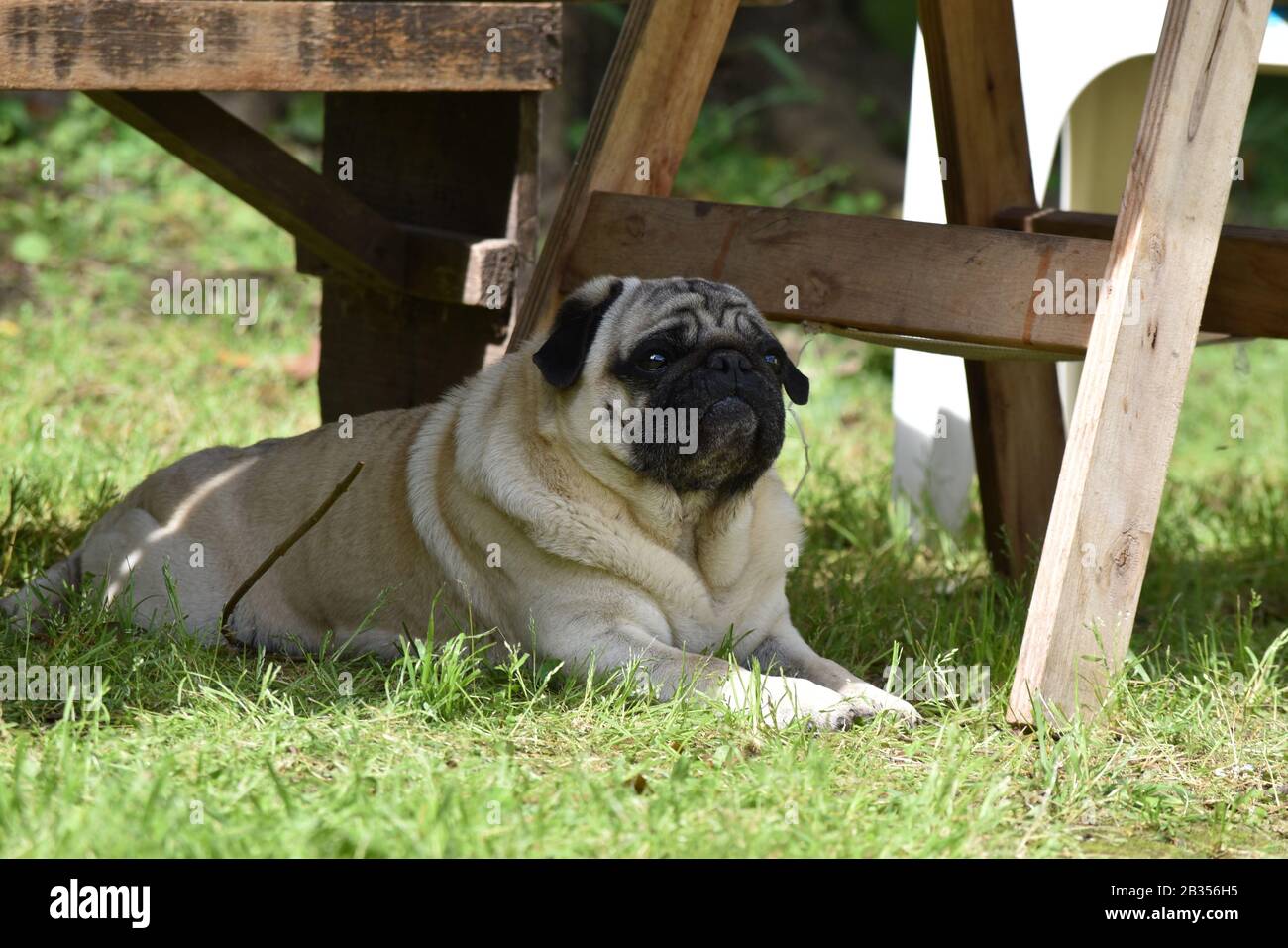 Carino cane da cucciolo che riposa sotto un tavolo di legno all'aperto Foto Stock
