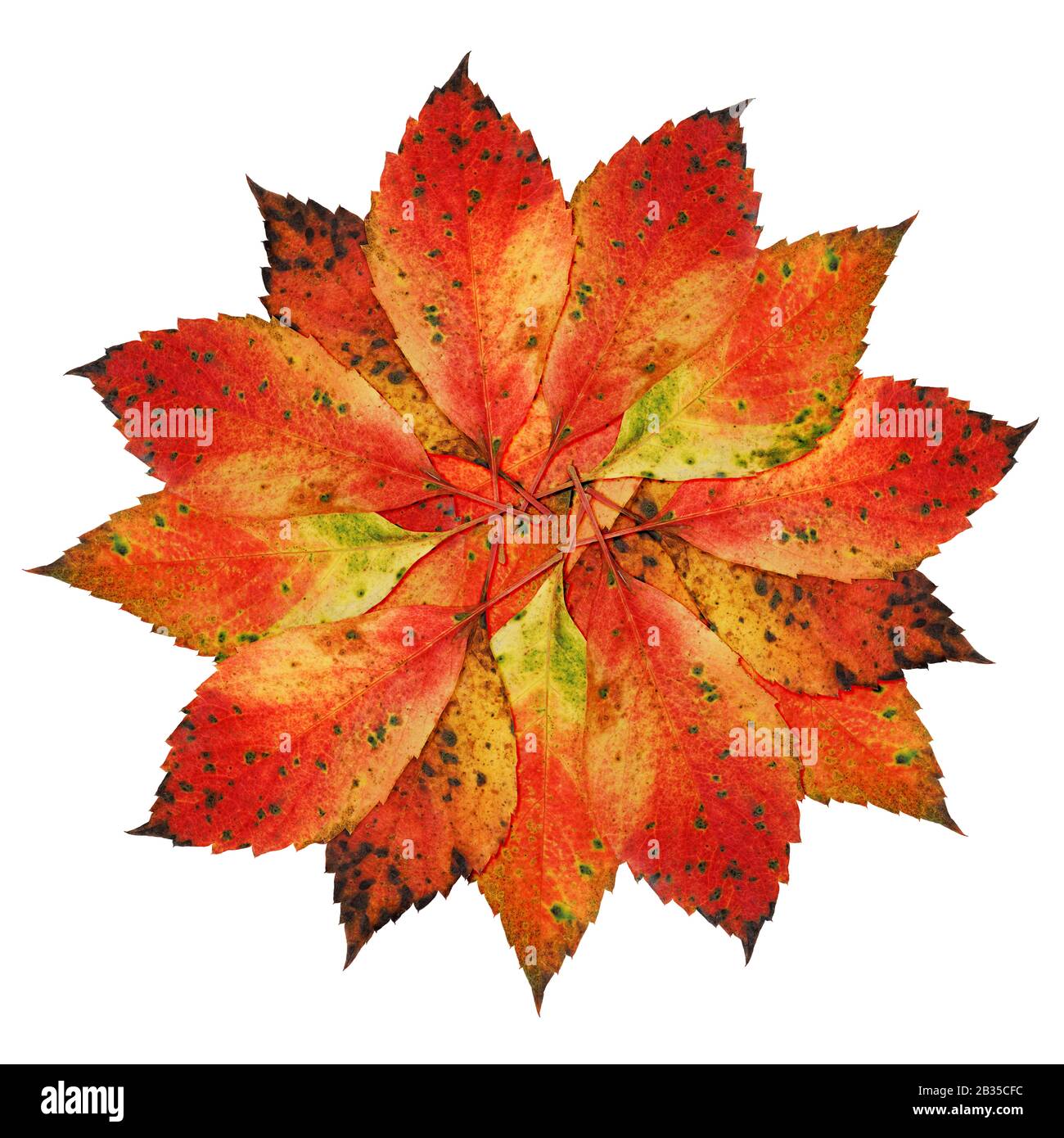 Foglie d'autunno Blossom: Cerchio di foglie autunnali colorate disposte in forma di fiore Foto Stock