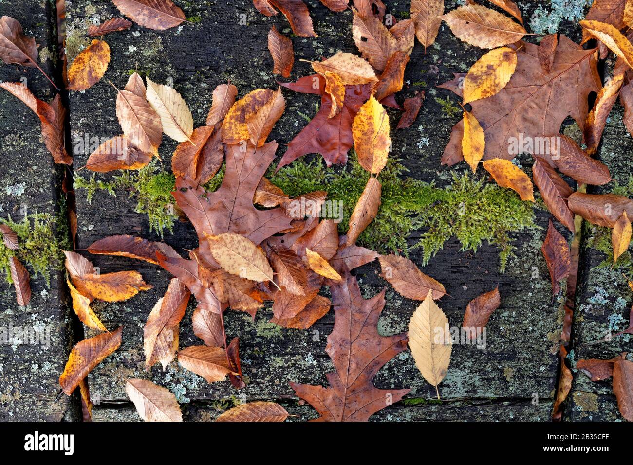 Autunno Foliage Still Life Foto Stock