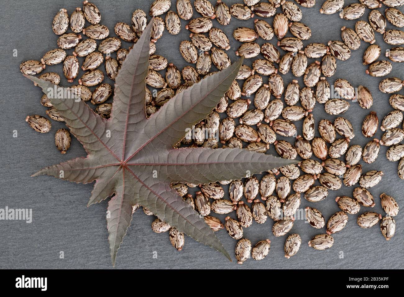 Fagiolo di ricino (Ricinus communis) - foglie e semi: Concetto di natura con una foglia e semi serverali di ricino (ricinus communis) a bordo di ardesia Foto Stock
