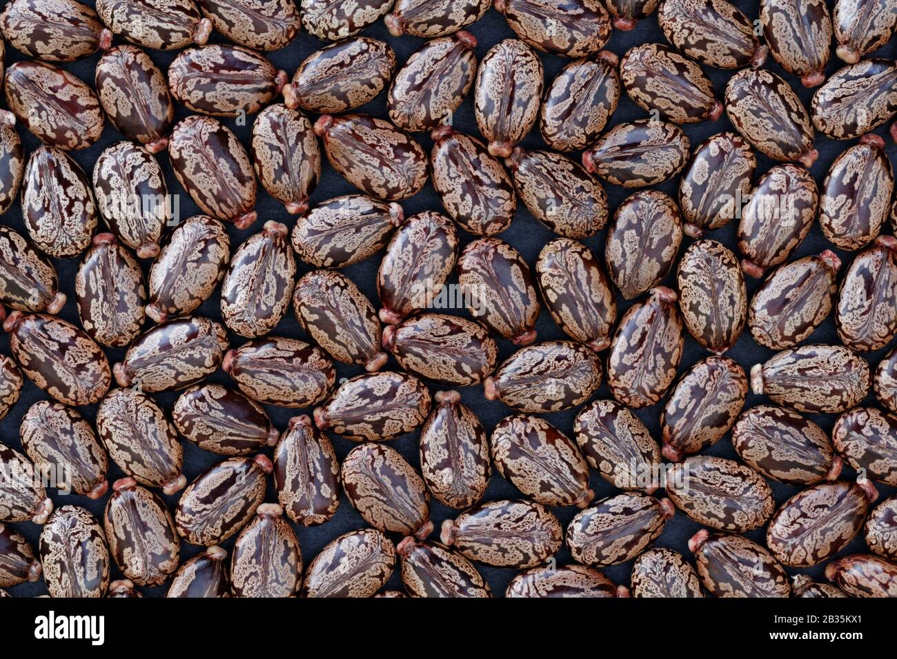 Castor Beans (Ricinus communis) - concetto naturale: Concetto naturale con un accumulo di fagioli di ricino (ricino communis) su sfondo scuro Foto Stock