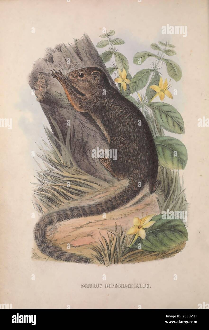 Scoiattolo Dal libro Zoologia typica; oppure, figure di animali e uccelli nuovi e rari descritti nel procedimento, o esposti nelle collezioni della Società Zoologica di Londra. Di Fraser, Louis. Società Zoologica Di Londra. Pubblicato dall'autore a Londra, marzo 1847 Foto Stock