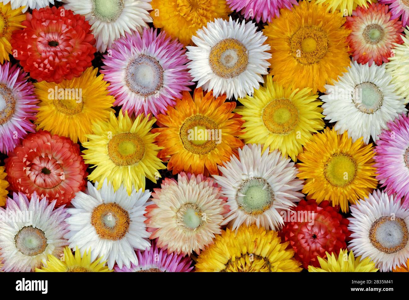 Fiore di paglia essiccato - Vista di Closeup ( Helichrysum bratteatum ): Vista di primo piano di fiori secchi di paglia variamente colorati, più o meno aperti Foto Stock