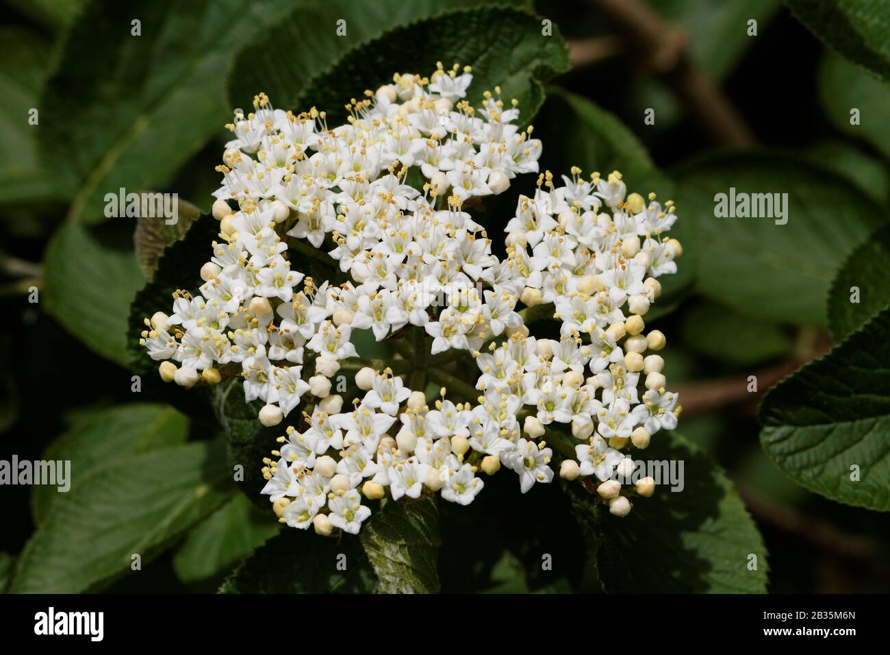 Albero di wayfaring ( Viburnum lantana ) - Bloom: Giovane fioritura dell'albero di wayfaring Foto Stock