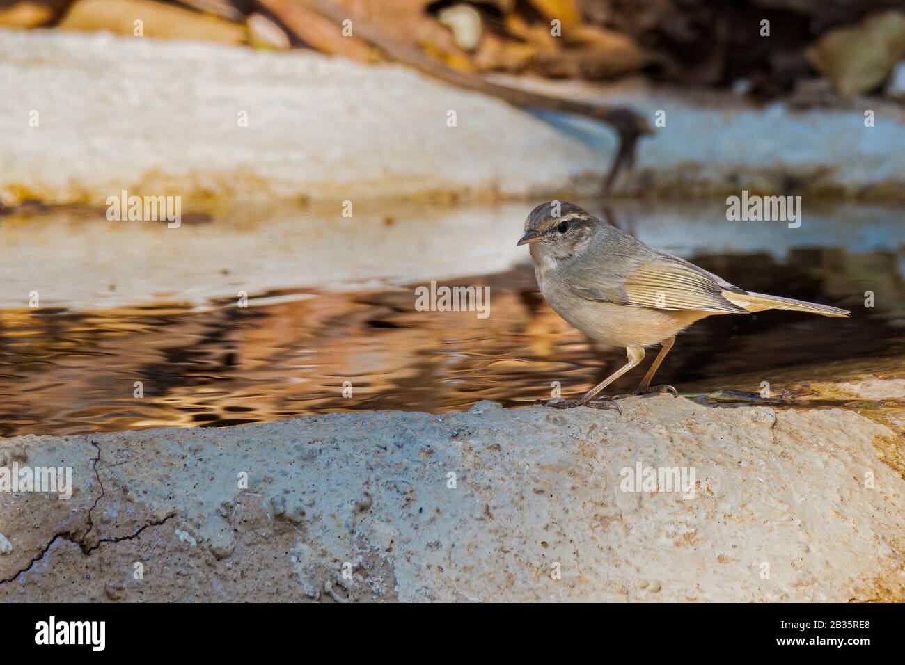Lo Warbler di Radde in uno stagno per fare il bagno e bere Foto Stock