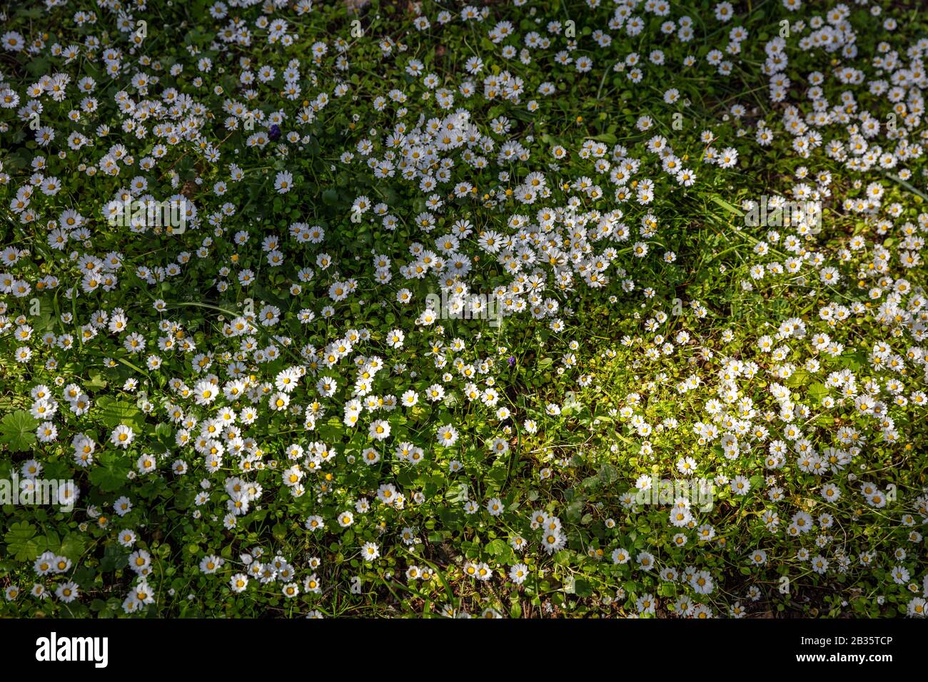 Margherite fiori campo sfondo, texture. Fiori bianchi con centri gialli, primavera, pasqua Foto Stock