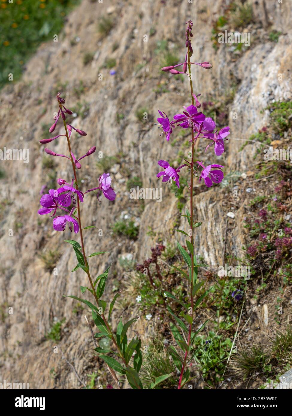Fiore alpino Chamaenerion angustifolium (grande willowherb). Valle d'Aosta Italia. Foto scattata ad un'altitudine di 2300 metri Foto Stock