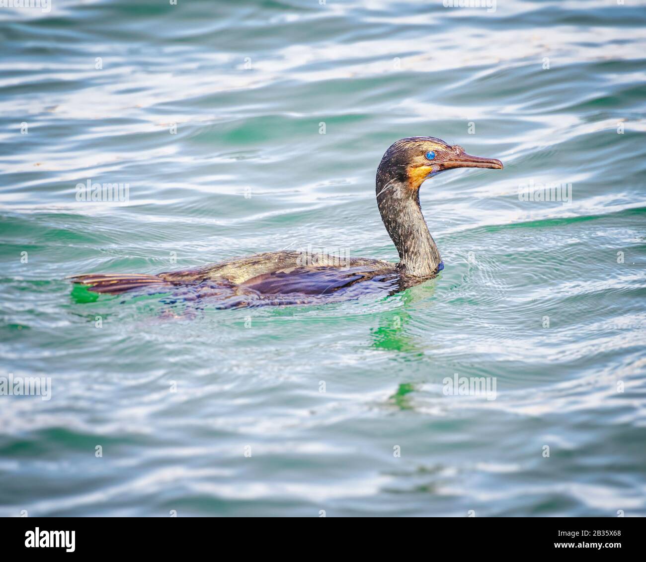 Brandt's Cormorant (Phalacrocorax penicillaus) nuota a Ballona Creek, Play del Rey, CA. Foto Stock