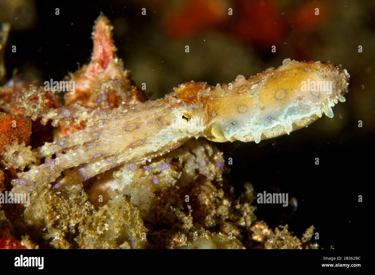 Polpo con anello blu (Hapalochlaena) stretto di Lembeh, Indonesia Foto Stock