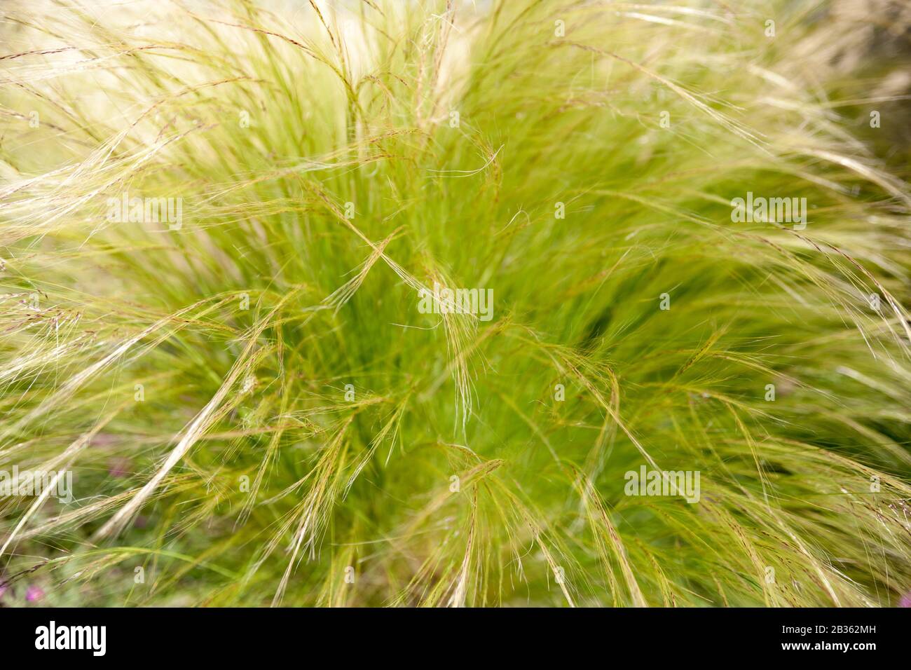 Particolare di erbe ornamentali verdi Foto Stock