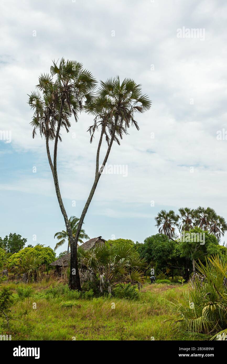 Doum palme in Kenya rurale contro cielo chiaro Foto Stock