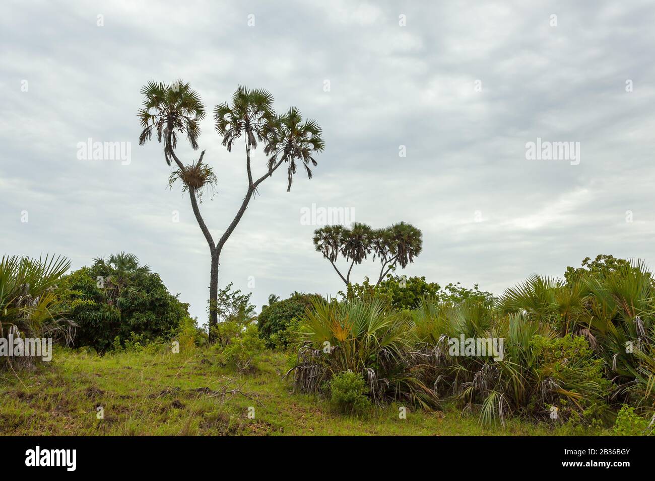 Doum palme in Kenya rurale contro cielo chiaro Foto Stock