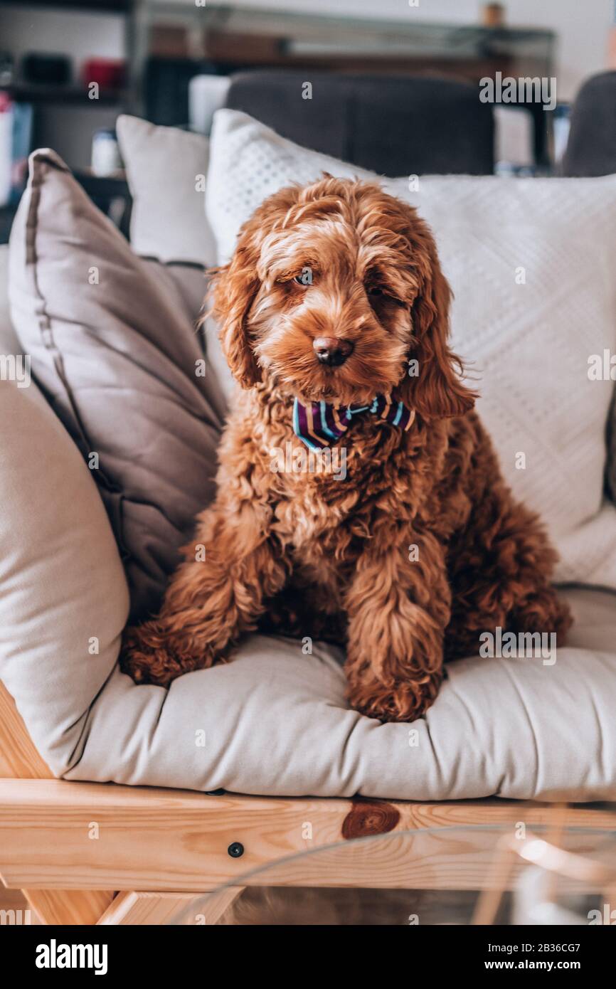 Razza a croce di cucciolo rosso Cockapoo di 5 mesi Foto Stock