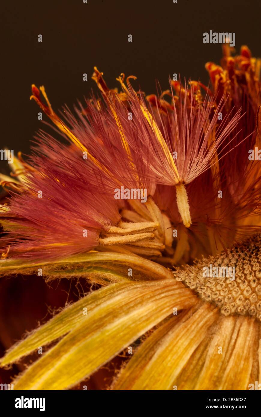 Gerbera fiore dispersione semi Foto Stock