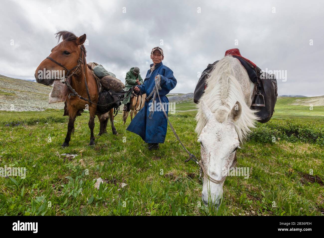 Mongolia, provincia di Khovsgol, vicino a Tsagaannuur, Taiga occidentale, guida e cavalli Tsaatan, altitudine 2441 metri, trekking a cavallo e campeggio per incontrare il popolo Tsaatan Foto Stock