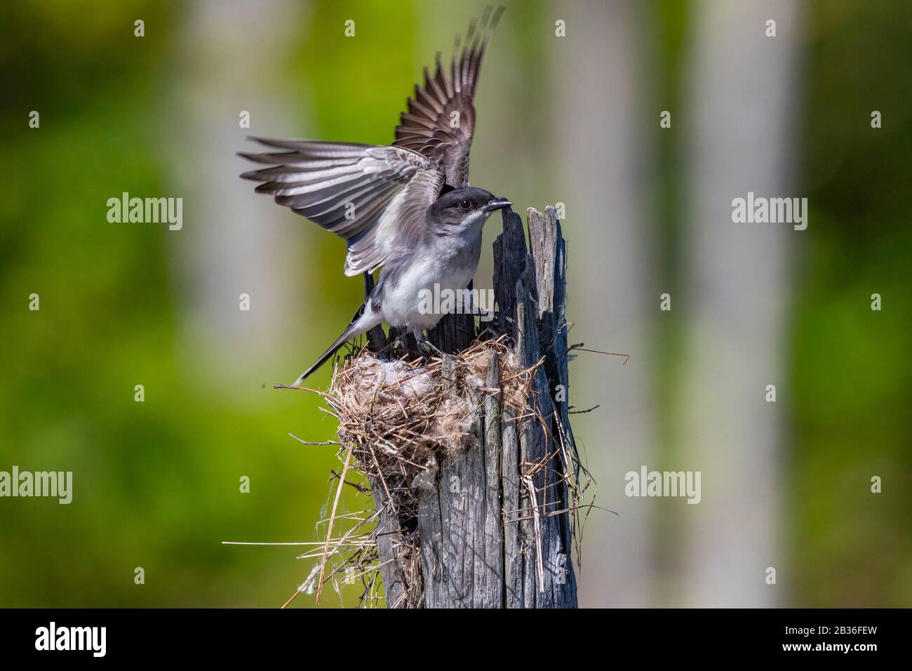 Stati Uniti, Michigan, kingbird orientale (Tyrannus tirannus), vicino al nido Foto Stock