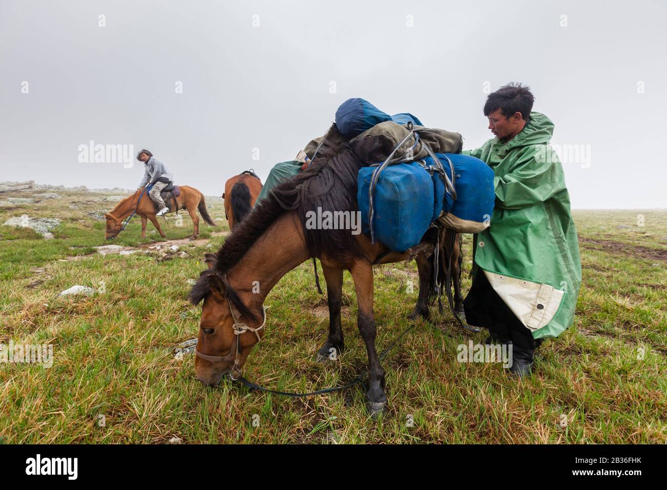 Mongolia, provincia di Khovsgol, vicino a Tsagaannuur, Taiga ovest, altitudine 2611 metri, trekking a cavallo e campeggio per incontrare il popolo Tsaatan Foto Stock